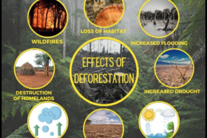 The Effects of Deforestation : Global Consequences